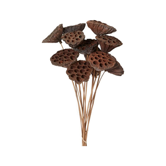 The Dried Lotus Pods by Accent Decor | Luxury Dried Flowers | Willow & Albert Home