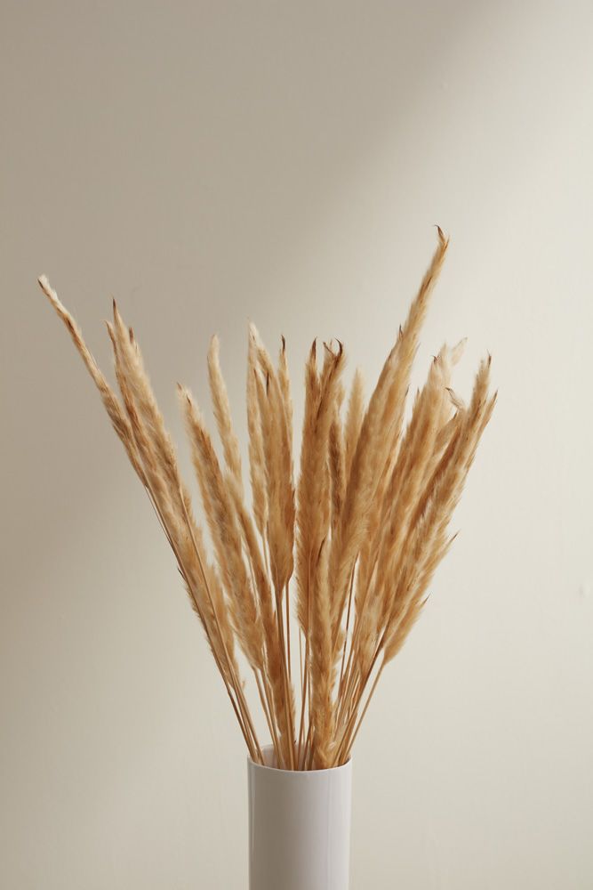 The Slim Dried Pampas by Accent Decor | Luxury Dried Flowers | Willow & Albert Home
