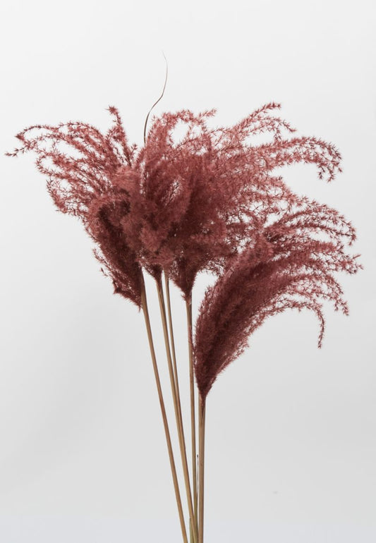 The Dried Miscanthus by Accent Decor | Luxury Dried Flowers | Willow & Albert Home