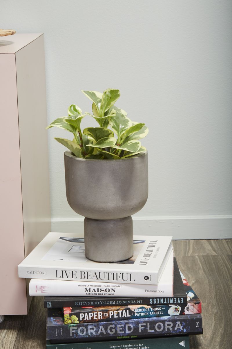 The Fresno Planter by Accent Decor | Luxury Flower Pots | Willow & Albert Home