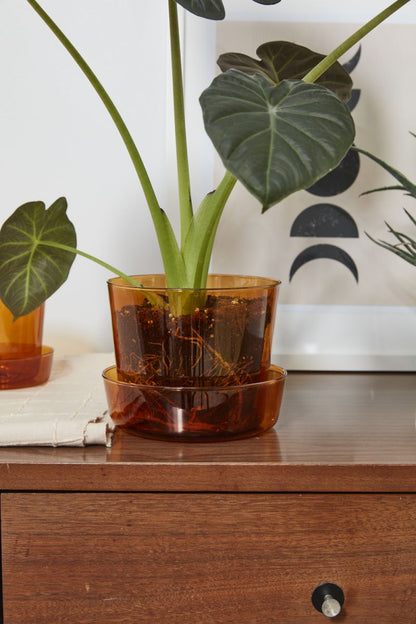 The Glass Pot With Saucer by Accent Decor | Luxury Flower Pots | Willow & Albert Home
