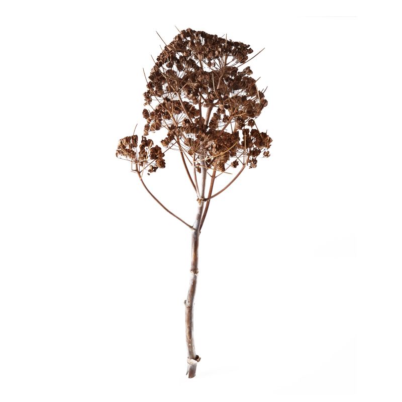 The Dried Fenckel Stem by Accent Decor | Luxury Dried Flowers | Willow & Albert Home
