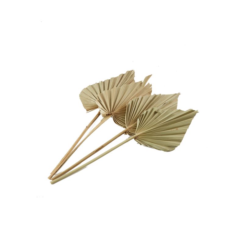 The Dried Palmspear by Accent Decor | Luxury Dried Flowers | Willow & Albert Home