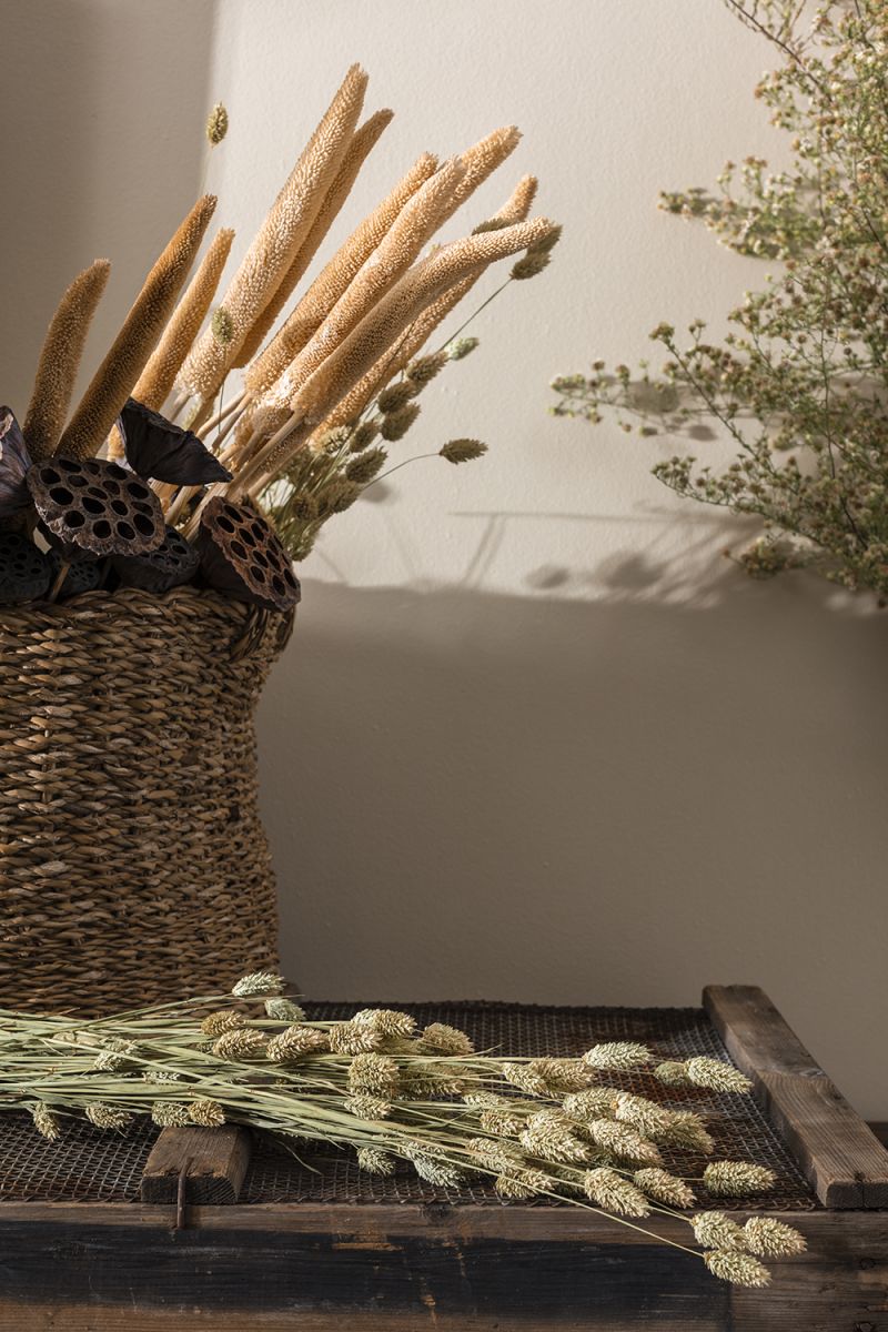 The Dried Phalaris by Accent Decor | Luxury Dried Flowers | Willow & Albert Home