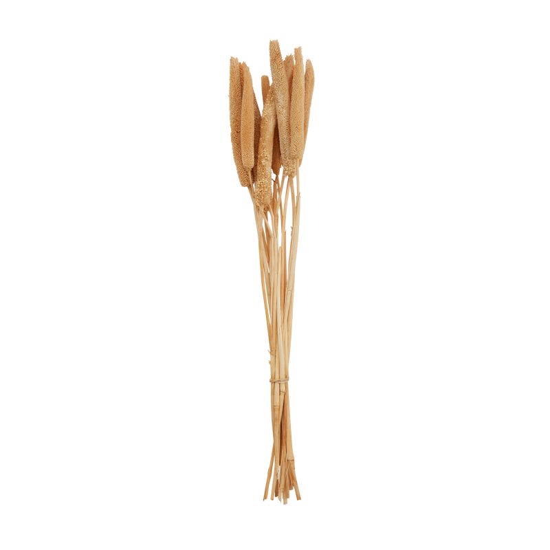 The Dried Babala by Accent Decor | Luxury Dried Flowers | Willow & Albert Home