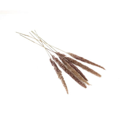 The Slim Dried Pampas by Accent Decor | Luxury Dried Flowers | Willow & Albert Home
