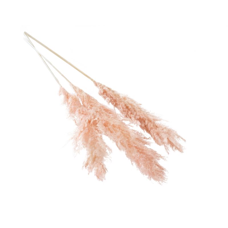 The Fluffy Dried Pampas by Accent Decor | Luxury Dried Flowers | Willow & Albert Home