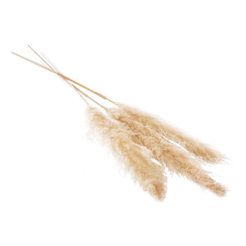 The Fluffy Dried Pampas by Accent Decor | Luxury Dried Flowers | Willow & Albert Home