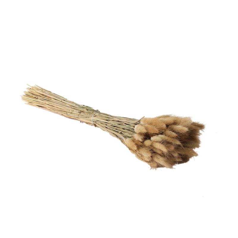 The Lagurus Grass by Accent Decor | Luxury Dried Flowers | Willow & Albert Home