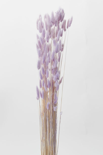 The Long Stem Lagurus by Accent Decor | Luxury Dried Flowers | Willow & Albert Home