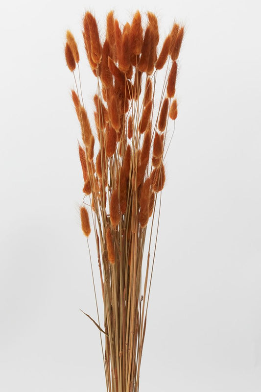 The Long Stem Lagurus by Accent Decor | Luxury Dried Flowers | Willow & Albert Home