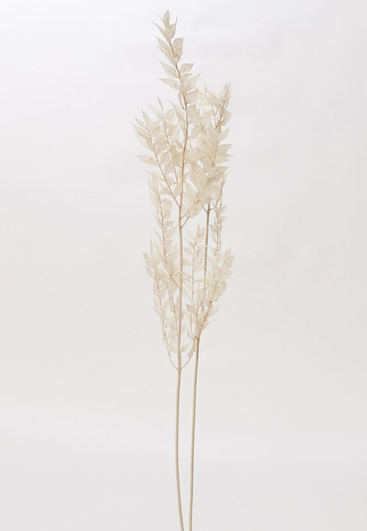 The Dried Ruscus by Accent Decor | Luxury Dried Flowers | Willow & Albert Home