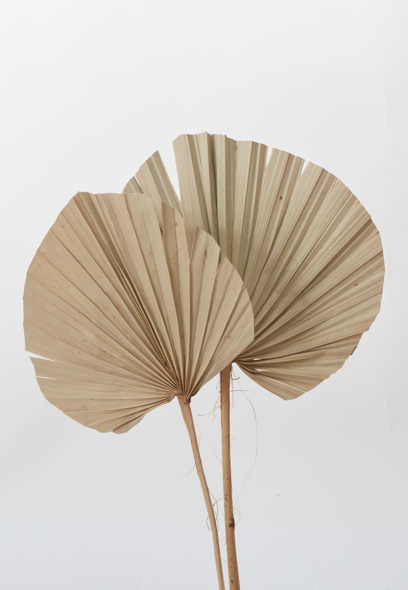 The Dried Palm Fan by Accent Decor | Luxury Dried Flowers | Willow & Albert Home