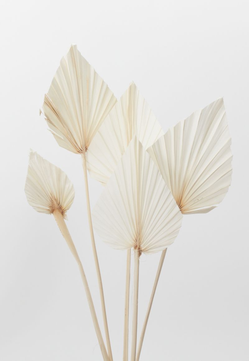 The Bleached Palm Spear by Accent Decor | Luxury Dried Flowers | Willow & Albert Home