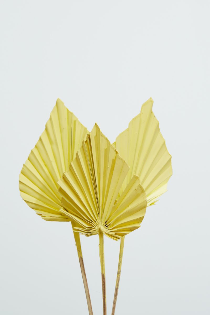 The Painted Palm Spear by Accent Decor | Luxury Dried Flowers | Willow & Albert Home
