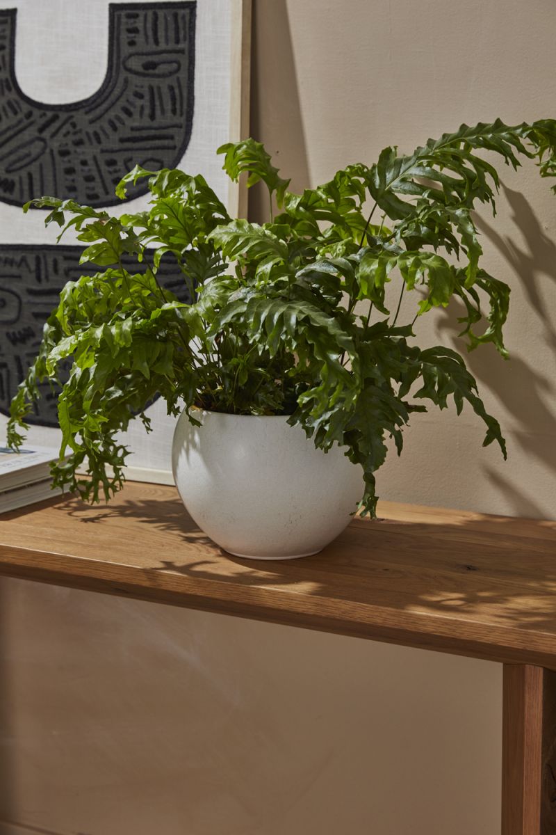 The Mayu Pot by Accent Decor | Luxury Flower Pots | Willow & Albert Home