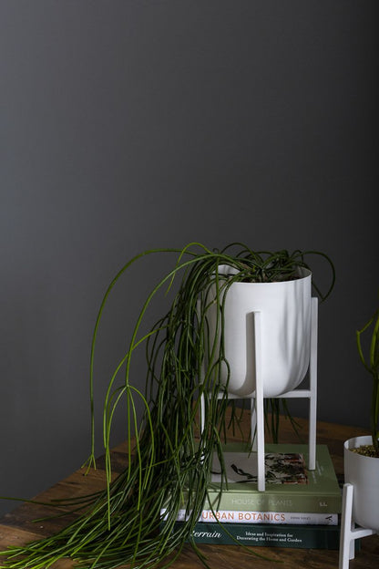 The Mallow Plant Stand by Accent Decor | Luxury Plant Stands | Willow & Albert Home