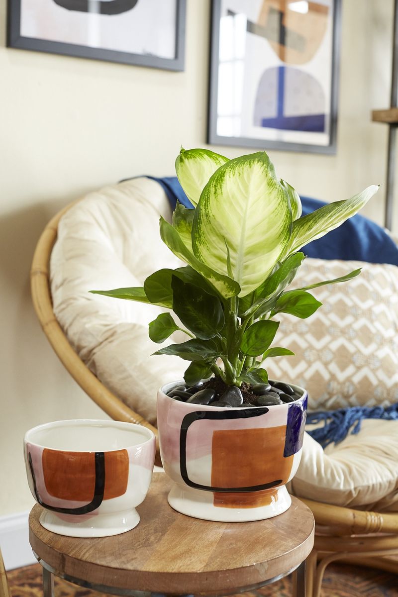 The Sharona Compote by Accent Decor | Luxury Flower Pots | Willow & Albert Home