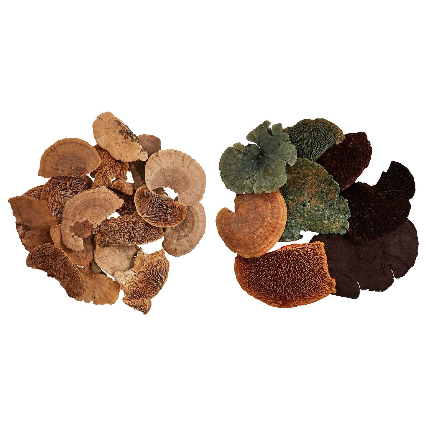 The Dried Sponge Mushroom by Accent Decor | Luxury Dried Flowers | Willow & Albert Home