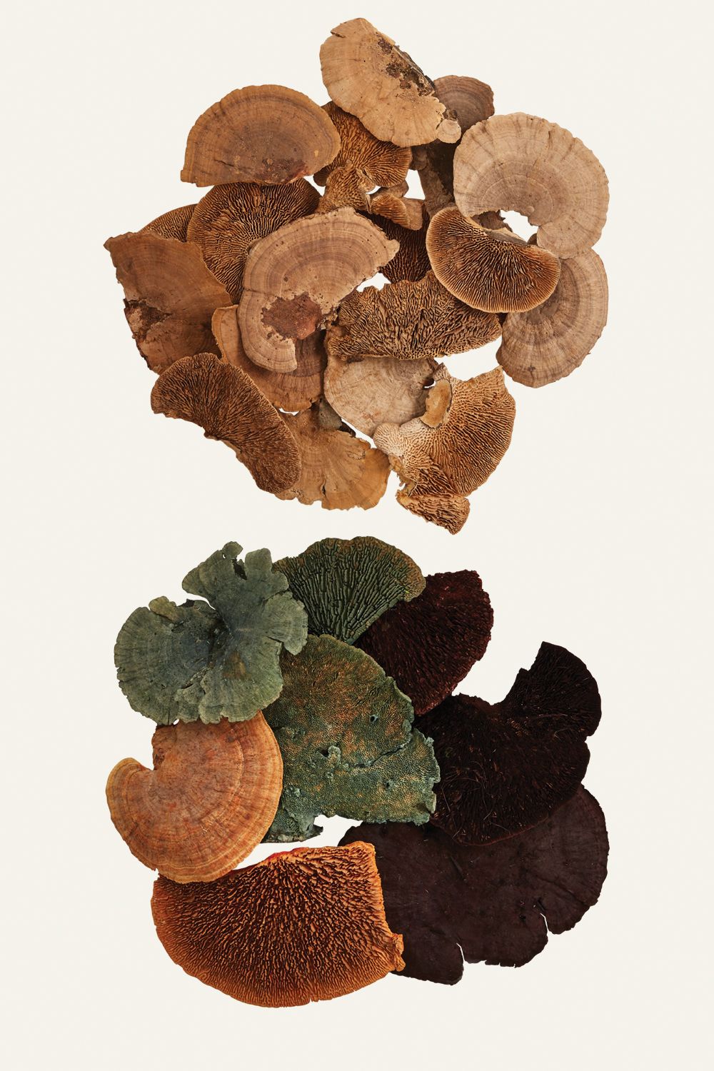 The Dried Sponge Mushroom by Accent Decor | Luxury Dried Flowers | Willow & Albert Home